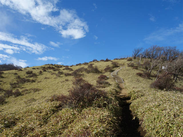 蛭ヶ岳(塩水林道~堂平~丹沢山)登山口コースガイド 笹面の稜線【登山口ナビ】