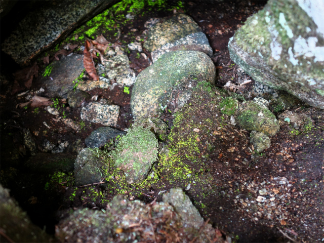 木曽駒ヶ岳(桂小場・西駒ルート)登山口コースガイド 津島神社跡のヒカリゴケ【登山口ナビ】