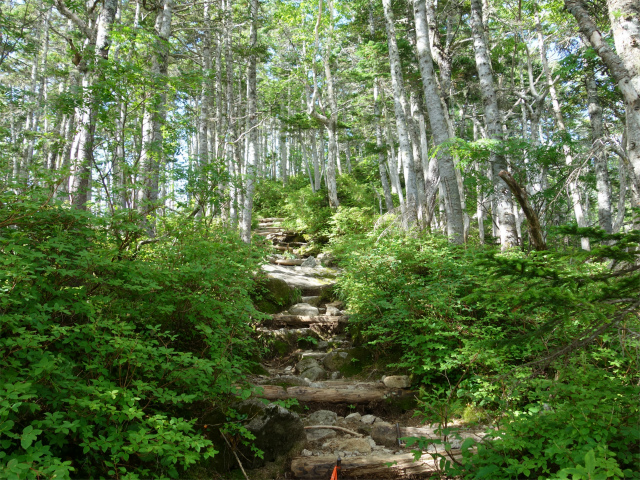 木曽駒ヶ岳(桂小場・西駒ルート)登山口コースガイド 階段【登山口ナビ】