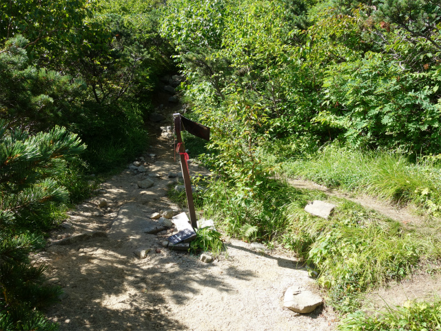 木曽駒ヶ岳(桂小場・西駒ルート)登山口コースガイド 茶臼山分岐【登山口ナビ】