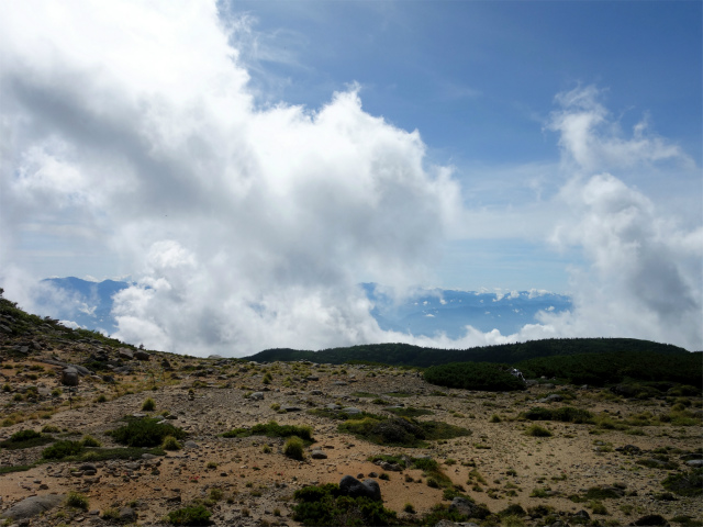 木曽駒ヶ岳(桂小場・西駒ルート)登山口コースガイド 西駒山荘前のコマクサ群生地【登山口ナビ】