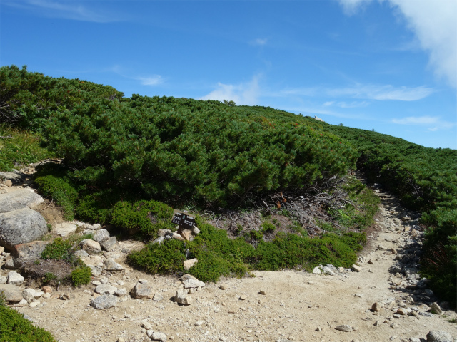 木曽駒ヶ岳(桂小場・西駒ルート)登山口コースガイド 将其頭山分岐【登山口ナビ】