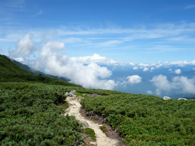 木曽駒ヶ岳(桂小場・西駒ルート)登山口コースガイド ハイマツ帯【登山口ナビ】