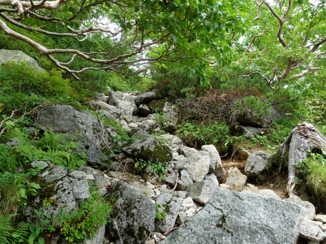 木曽駒ヶ岳(桂小場・西駒ルート)登山口コースガイド【登山口ナビ】