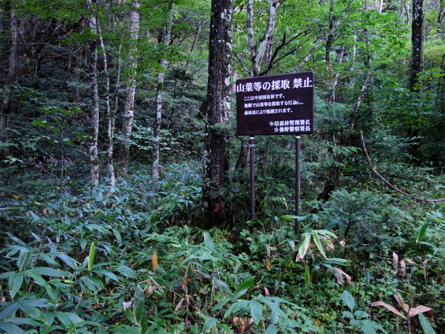 燕岳(中房登山口~東沢乗越)登山口コースガイド 中房国有林【登山口ナビ】