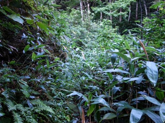 燕岳(中房登山口~東沢乗越)登山口コースガイド 藪漕ぎ【登山口ナビ】