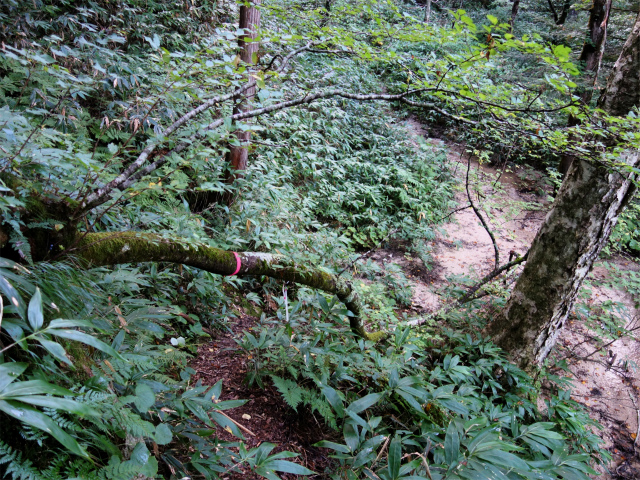 燕岳(中房登山口~東沢乗越)登山口コースガイド【登山口ナビ】