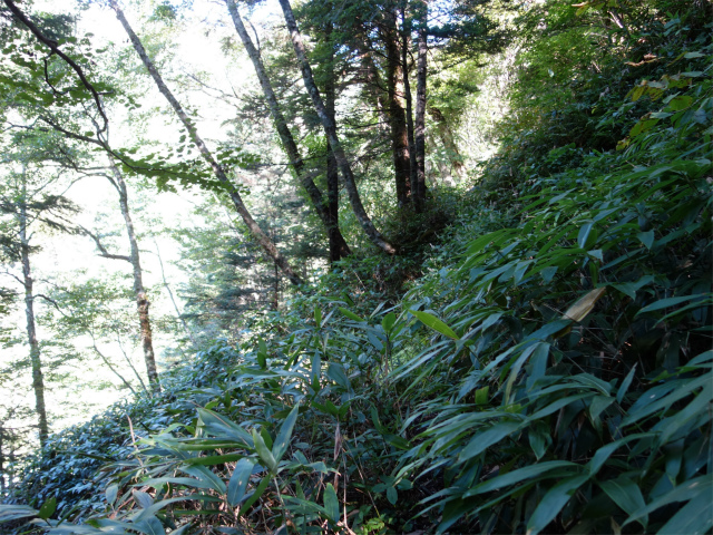 燕岳(中房登山口~東沢乗越)登山口コースガイド 笹薮のトラバース【登山口ナビ】
