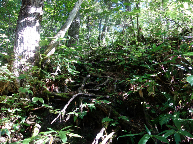 燕岳(中房登山口~東沢乗越)登山口コースガイド どうだん坂【登山口ナビ】