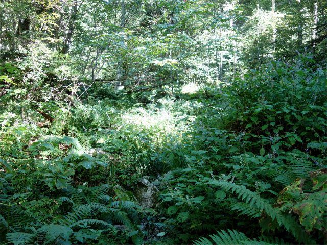 燕岳(中房登山口~東沢乗越)登山口コースガイド 藪道【登山口ナビ】