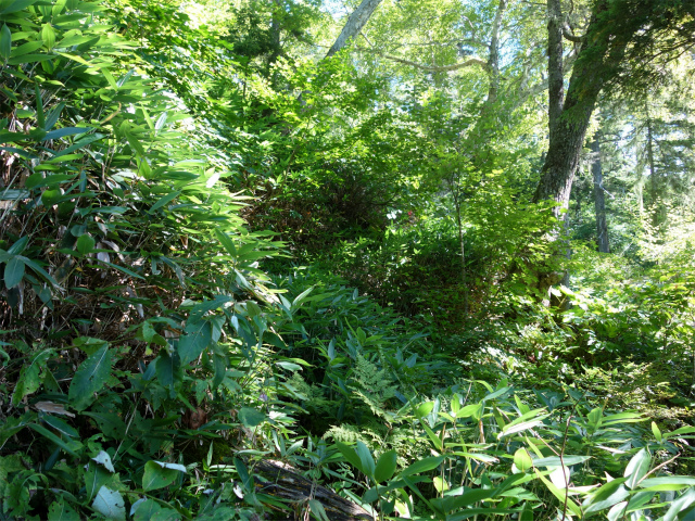 燕岳(中房登山口~東沢乗越)登山口コースガイド 樹林帯【登山口ナビ】