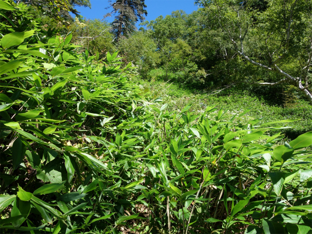 燕岳(中房登山口~東沢乗越)登山口コースガイド 笹薮の急登【登山口ナビ】