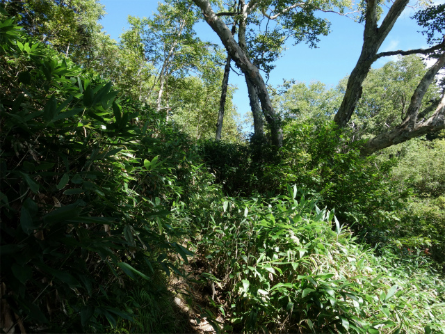 燕岳(中房登山口~東沢乗越)登山口コースガイド 稜線直下【登山口ナビ】