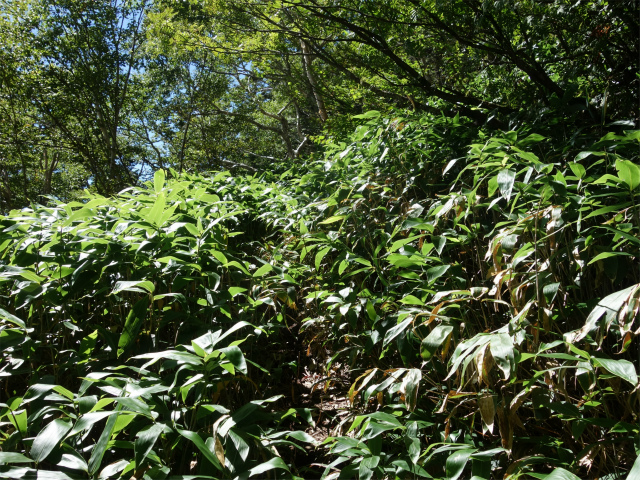 燕岳(中房登山口~東沢乗越)登山口コースガイド 縦走路の笹薮【登山口ナビ】