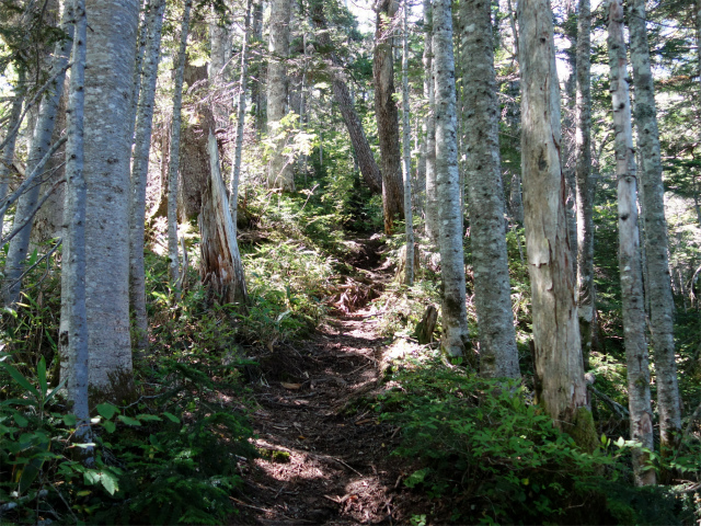 燕岳(中房登山口~東沢乗越)登山口コースガイド 表銀座縦走路【登山口ナビ】