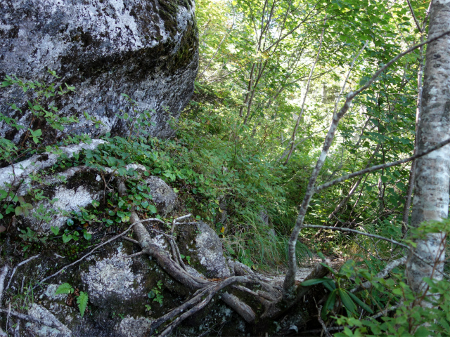 燕岳(中房登山口~東沢乗越)登山口コースガイド 露岩脇の急登【登山口ナビ】