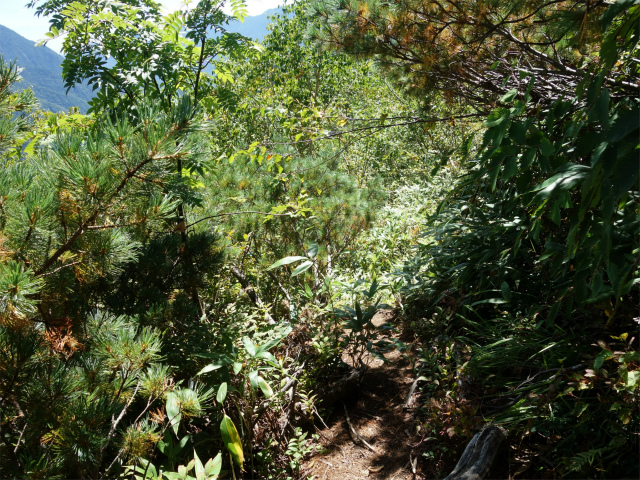 燕岳(中房登山口~東沢乗越)登山口コースガイド ハイマツ帯【登山口ナビ】