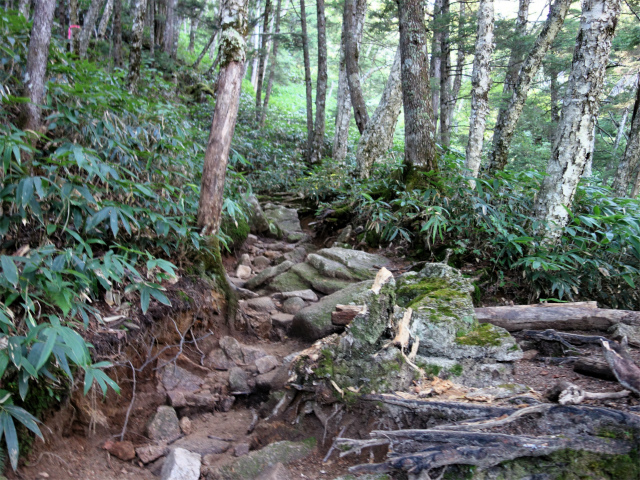 燕岳（中房登山口～合戦尾根）登山口コースガイド 岩の転がる急登【登山口ナビ】