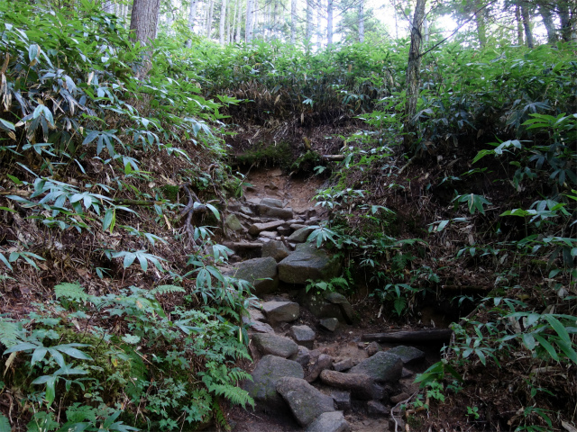 燕岳（中房登山口～合戦尾根）登山口コースガイド 岩の転がる笹面【登山口ナビ】