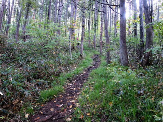 武尊山(武尊神社~剣ヶ峰山周回)登山口コースガイド 樹林帯【登山口ナビ】