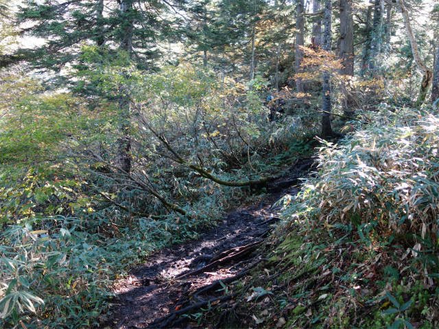武尊山(武尊神社~剣ヶ峰山周回)登山口コースガイド 緩やかなアップダウン【登山口ナビ】