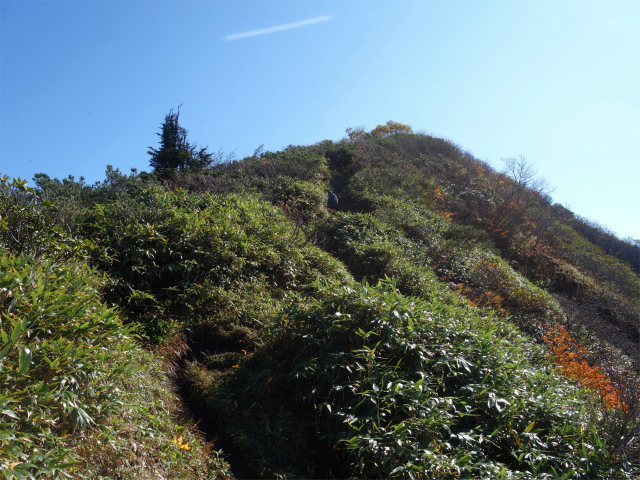 武尊山(武尊神社~剣ヶ峰山周回)登山口コースガイド 山頂直下のハイマツ帯【登山口ナビ】