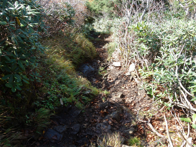武尊山(武尊神社~剣ヶ峰山周回)登山口コースガイド 灌木帯【登山口ナビ】