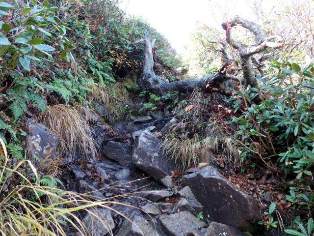 武尊山(武尊神社~剣ヶ峰山周回)登山口コースガイド 岩の急登【登山口ナビ】
