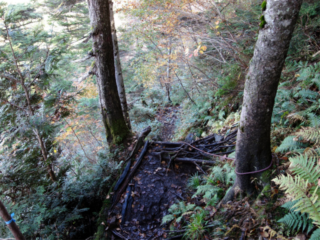 武尊山(武尊神社~剣ヶ峰山周回)登山口コースガイド 根の張り出した急斜面【登山口ナビ】