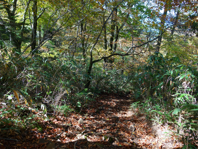 武尊山(武尊神社~剣ヶ峰山周回)登山口コースガイド 笹の緩斜面【登山口ナビ】