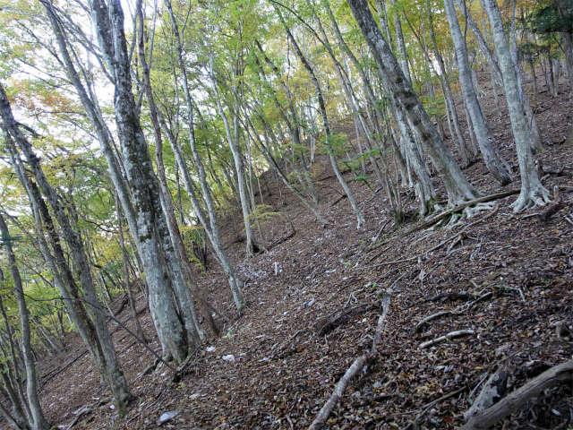 三頭山(ムロクボ尾根)登山口コースガイド 折り返し【登山口ナビ】