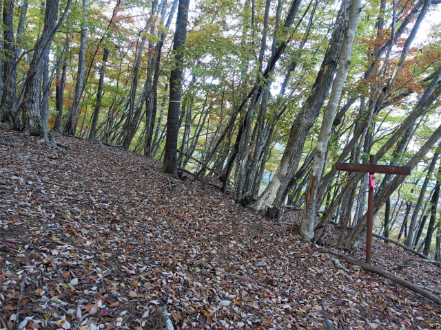 三頭山(ムロクボ尾根)登山口コースガイド 丸山山頂【登山口ナビ】