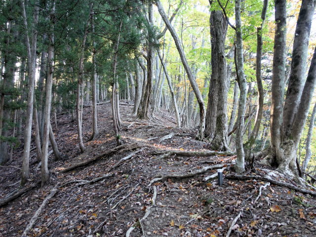 三頭山(ムロクボ尾根)登山口コースガイド【登山口ナビ】