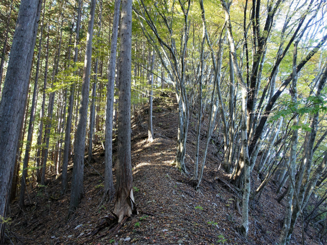 三頭山(ムロクボ尾根)登山口コースガイド 小ピーク【登山口ナビ】