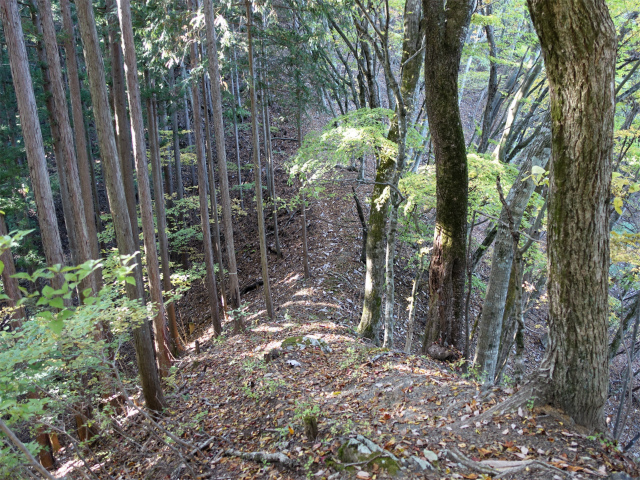 三頭山(ムロクボ尾根)登山口コースガイド アップダウン【登山口ナビ】