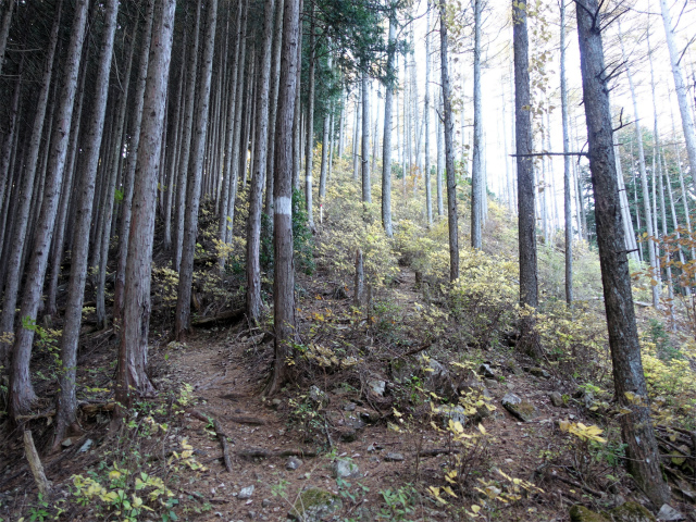 三頭山(ムロクボ尾根)登山口コースガイド 植林帯【登山口ナビ】