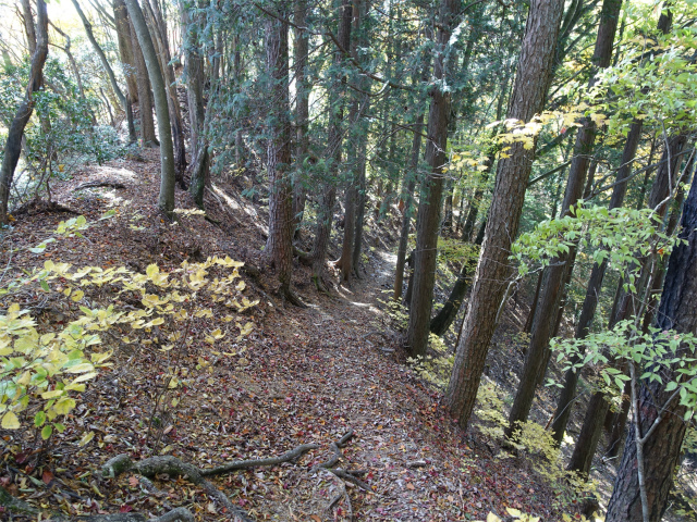 三頭山（風張尾根～鞘口峠）登山口コースガイド 下り【登山口ナビ】