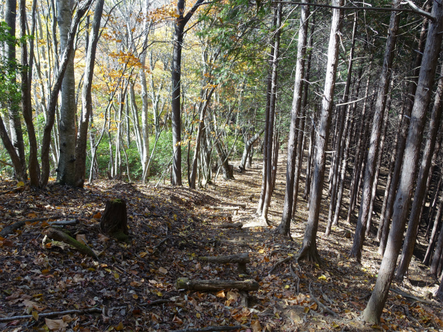 三頭山（風張尾根～鞘口峠）登山口コースガイド 階段【登山口ナビ】