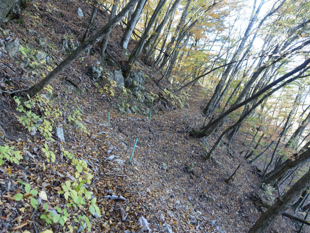 三頭山（風張尾根～鞘口峠）登山口コースガイド 1302m峰トラバース【登山口ナビ】