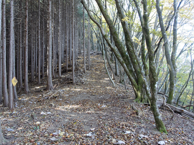 三頭山（風張尾根～鞘口峠）登山口コースガイド 1302m峰【登山口ナビ】