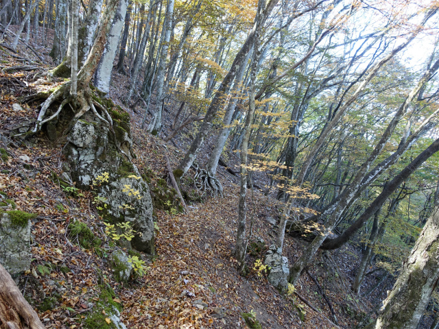 三頭山（風張尾根～鞘口峠）登山口コースガイド 小ピークトラバース【登山口ナビ】