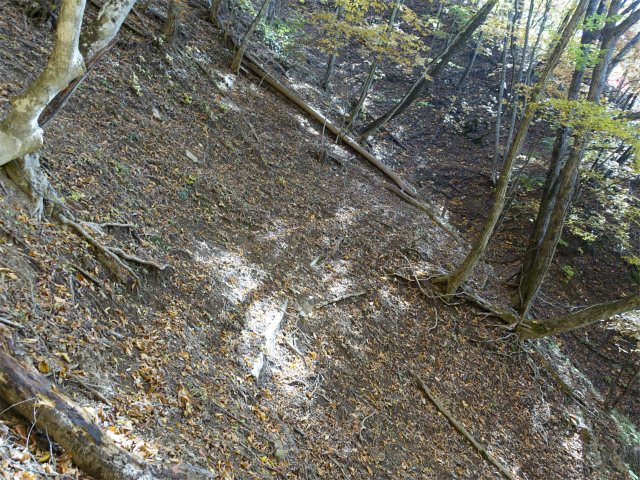 三頭山風張尾根～鞘口峠）登山口コースガイド 斜面化【登山口ナビ】