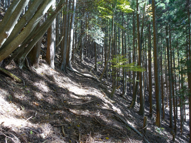 三頭山（サイグチ沢コース）登山口コースガイド トラバース【登山口ナビ】