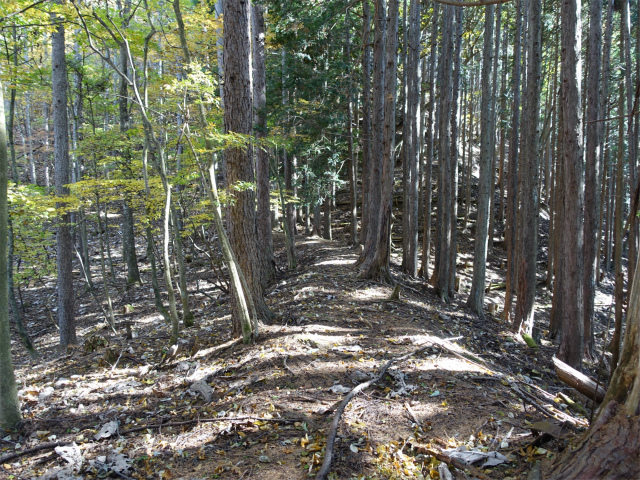 三頭山（風張尾根～鞘口峠）登山口コースガイド 植林帯【登山口ナビ】