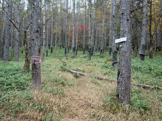 金峰山(御嶽古道/表参道)登山口コースガイド【登山口ナビ】
