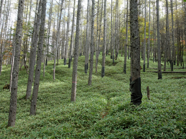 金峰山(御嶽古道/表参道)登山口コースガイド 笹原【登山口ナビ】
