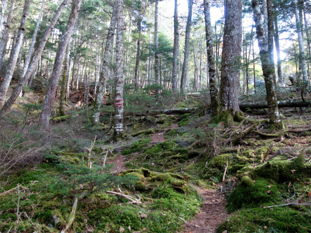 金峰山(御嶽古道/表参道)登山口コースガイド シラビソ【登山口ナビ】