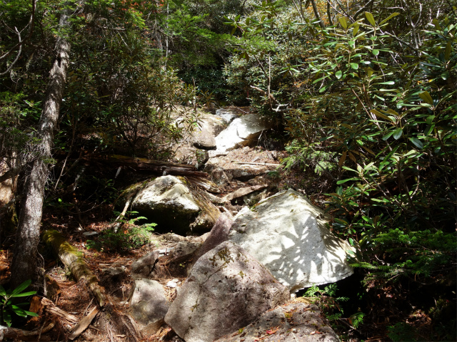 金峰山(御嶽古道/表参道)登山口コースガイド シャクナゲの急登【登山口ナビ】