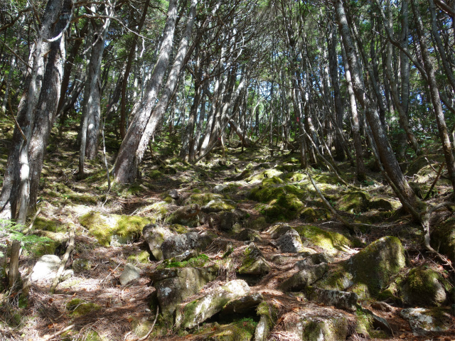 金峰山(御嶽古道/表参道)登山口コースガイド 樹林帯【登山口ナビ】