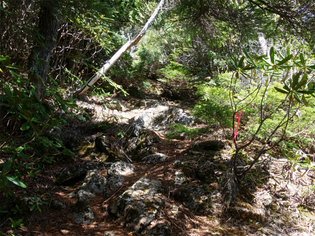 金峰山(御嶽古道/表参道)登山口コースガイド 樹林帯【登山口ナビ】